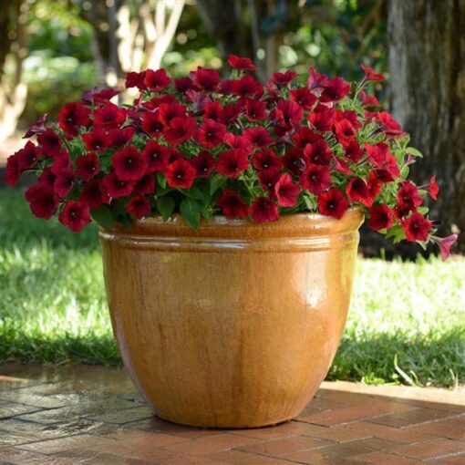 Petunia Easy Wave Red Velour Spreading Petunia Imported Pelleted heirloom non-gmo organic garden seeds