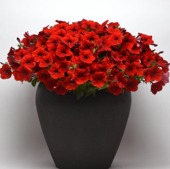 Petunia Easy Wave Red Spreading Petunia Imported Pelleted heirloom non-gmo garden seeds