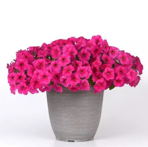 Petunia Easy Wave Rose Spreading Petunia Imported Pelleted heirloom non-gmo garden seeds