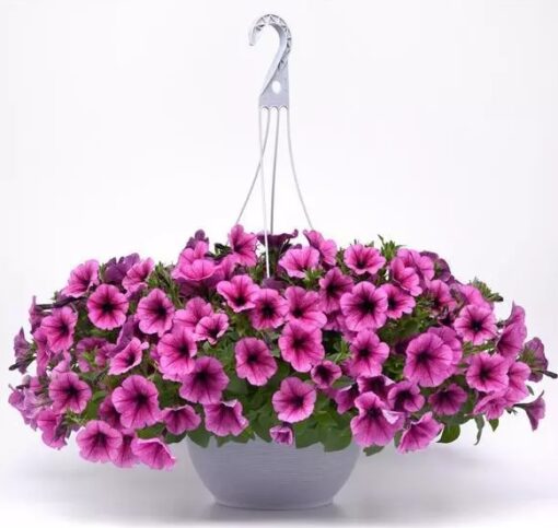 Petunia Easy Wave Rose Fusion Spreading Petunia Imported Pelleted heirloom non-gmo garden seeds