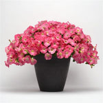 Petunia Easy Wave Rosey Dawn Spreading Petunia Imported Pelleted heirloom non-gmo organic garden seeds