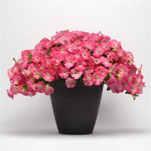 Petunia Easy Wave Rosey Dawn Spreading Petunia Imported Pelleted heirloom non-gmo organic garden seeds
