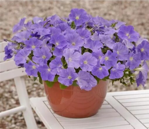 Petunia Easy Wave Sky Blue Spreading Petunia Imported Pelleted heirloom non-gmo organic garden seeds