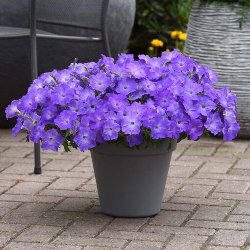 Petunia Easy Wave Sky Blue Spreading Petunia Imported Pelleted heirloom non-gmo organic garden seeds
