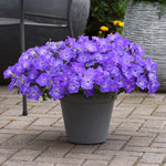 Petunia Easy Wave Sky Blue Spreading Petunia Imported Pelleted heirloom non-gmo organic garden seeds