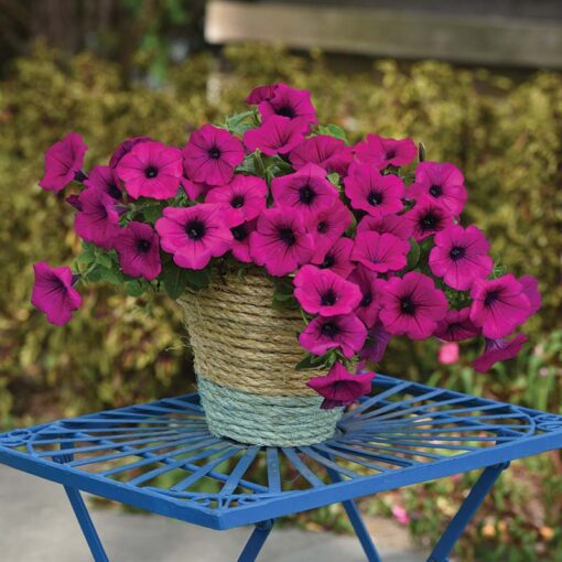 Petunia Easy Wave Violet Spreading Petunia Imported Pelleted heirloom non-gmo garden seeds