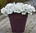 Petunia Easy Wave White Spreading Petunia Imported Pelleted heirloom non-gmo garden seeds