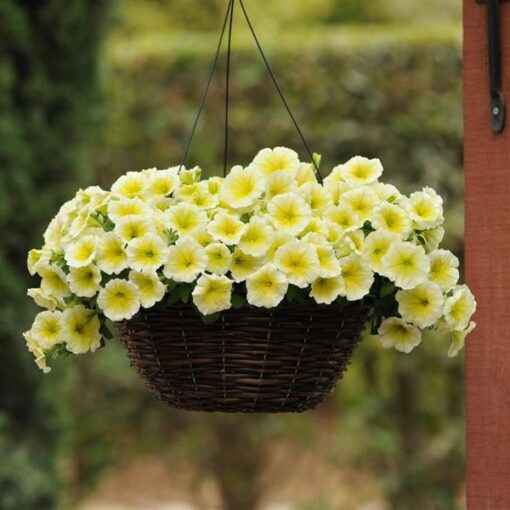 Petunia E3 Easy Wave Yellow Spreading Petunia Imported Pelleted heirloom non-gmo organic garden seeds