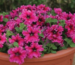 Petunia Espresso Frappe heirloom non-gmo organic garden seeds