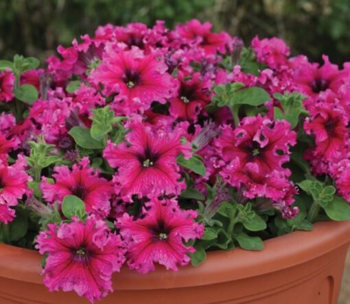 Petunia Espresso Frappe heirloom non-gmo organic garden seeds