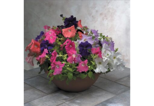 Petunia Falcon Imported heirloom non-gmo garden seeds