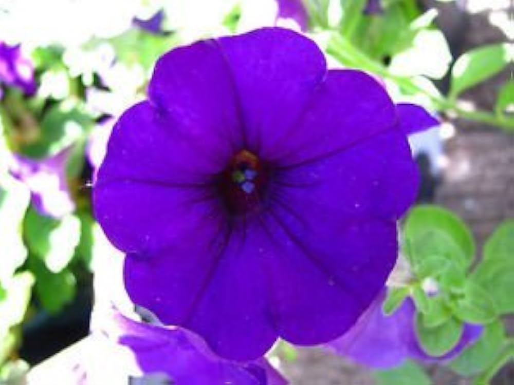 Petunia flower Petunia hybrida Easy Wave Violet pelleted seeds for planting in window boxes or balcony planters - Dharaseeds