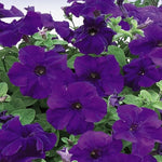 Petunia flower Petunia hybrida Easy Wave Violet pelleted seeds for planting in window boxes or balcony planters - Dharaseeds