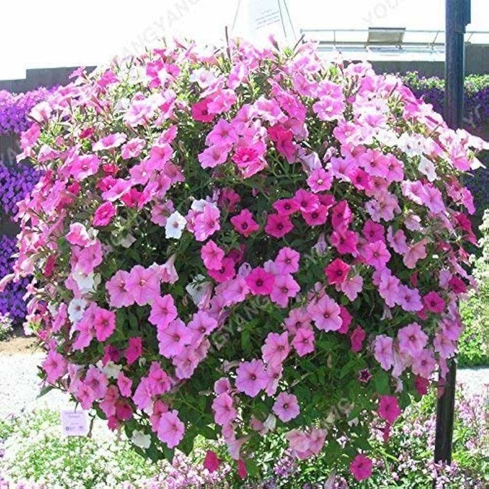 planting pelleted petunia seeds Petunia Hybrida Shock Wave Pink Vein Pelleted Seeds – Petunia Hanging &  Window Planter Variety – Dharaseeds