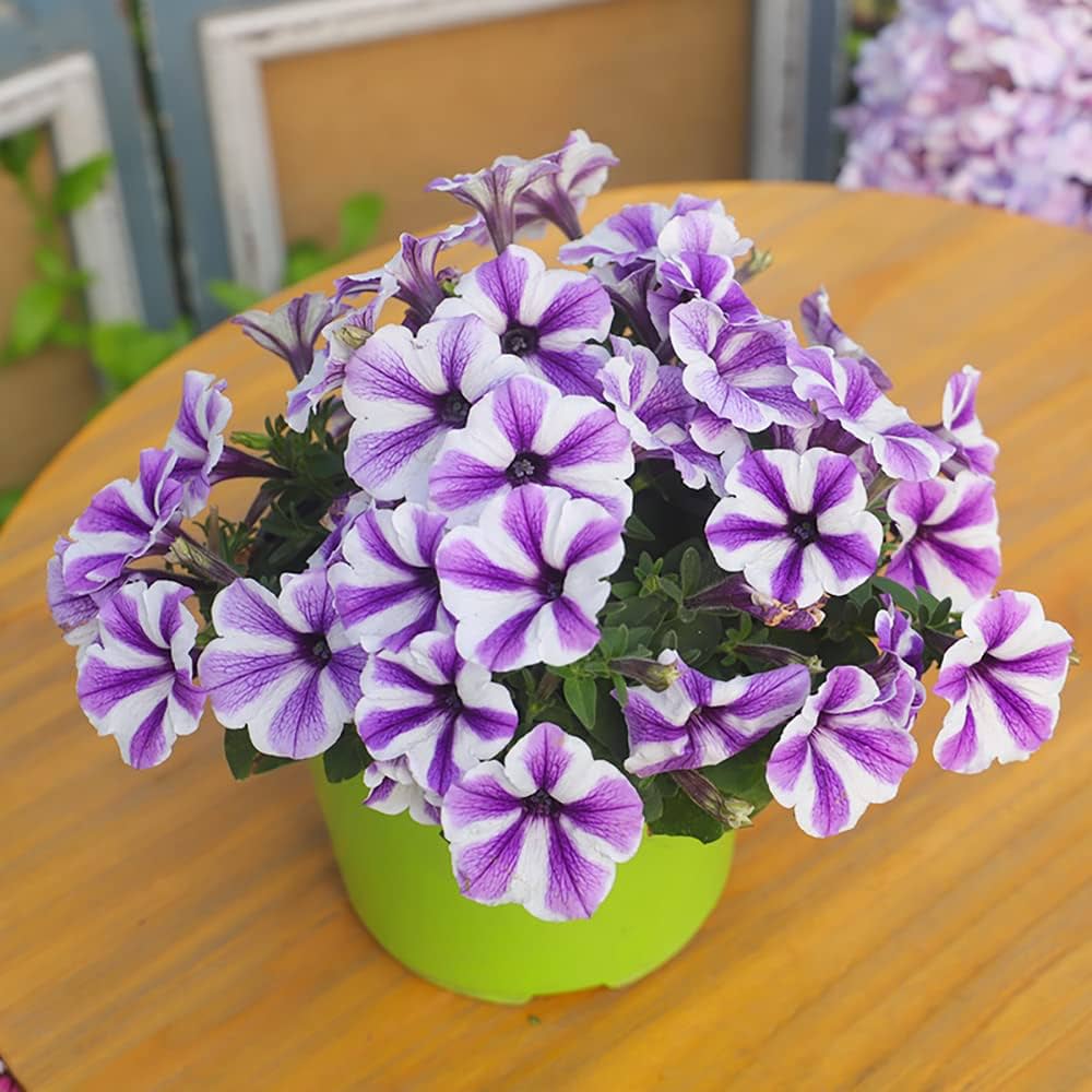 planting pelleted petunia seeds Petunia flower Petunia hybrida Trellis Chiffon pelleted seeds for planting  in pots or balcony planters