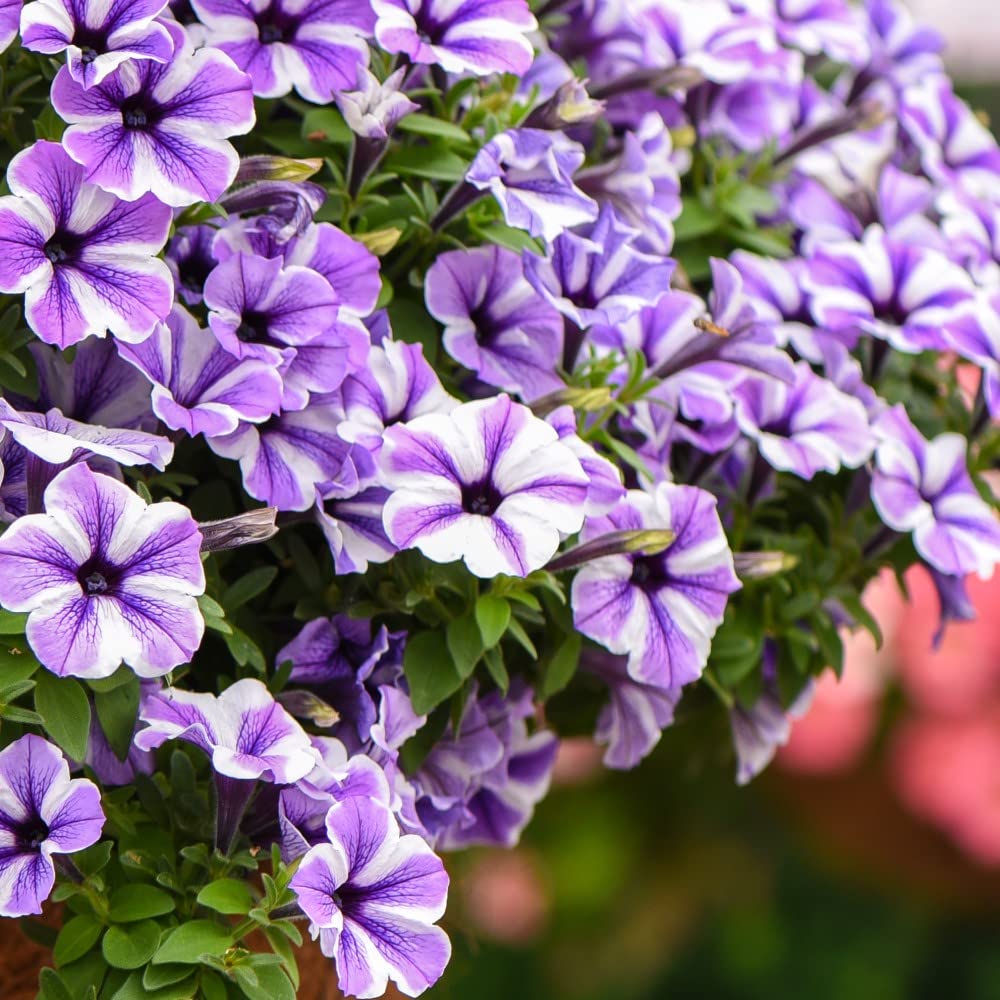 planting pelleted petunia seeds Petunia Hybrida Trellis Chiffon Pelleted Seeds – Petunia Pot & Balcony  Planter Variety – Dharaseeds