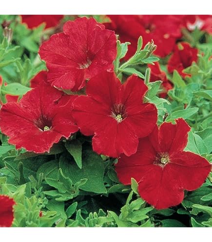 Petunia Grandiflora Expresso Frappe Rose Flower Seeds – Unique Rose - Toned Petals with Ruffled Edges - Dharaseeds