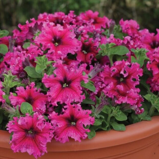 Petunia Grandiflora Expresso Frappe Rose Flower Seeds – Unique Rose - Toned Petals with Ruffled Edges - Dharaseeds