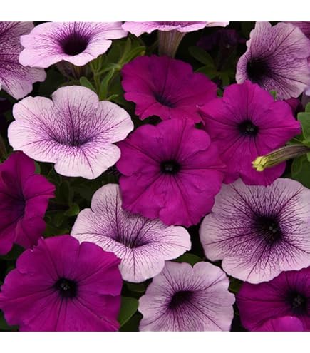 Petunia Grandiflora Expresso Frappe Rose Flower Seeds – Unique Rose - Toned Petals with Ruffled Edges - Dharaseeds