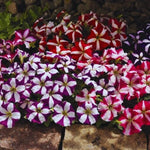 Petunia Hybrid Star Imported heirloom non-gmo organic garden seeds