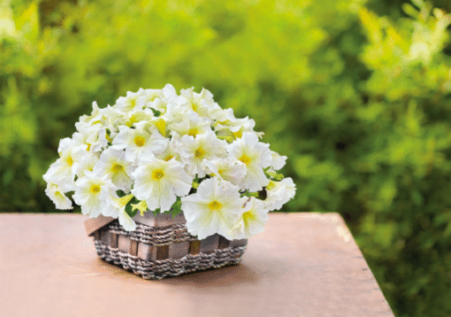 Petunia Light Yellow Imported heirloom non-gmo garden seeds