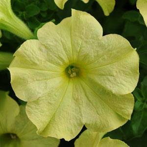 Petunia Lime Green Pelleted Imported heirloom non-gmo garden seeds