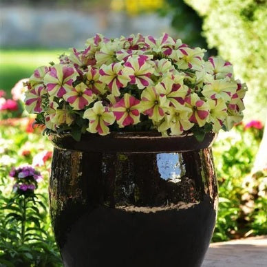 Petunia Lime Bicolor Hybrid Imported heirloom non-gmo garden seeds