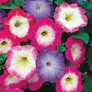 Petunia Merlin Morn F1 Imported heirloom non-gmo organic garden seeds