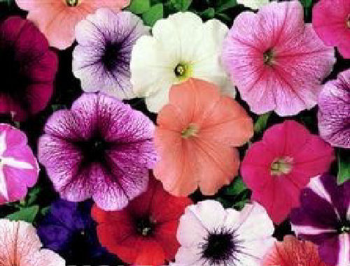 Petunia Mirage Hybrid Imported heirloom non-gmo organic garden seeds