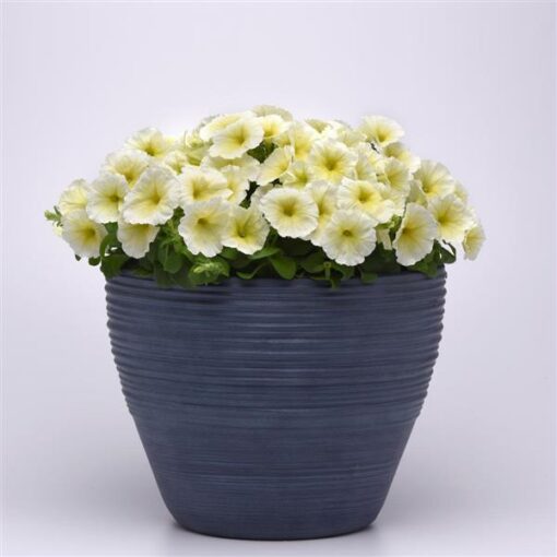 Petunia Mirage Yellow Imported heirloom non-gmo organic garden seeds