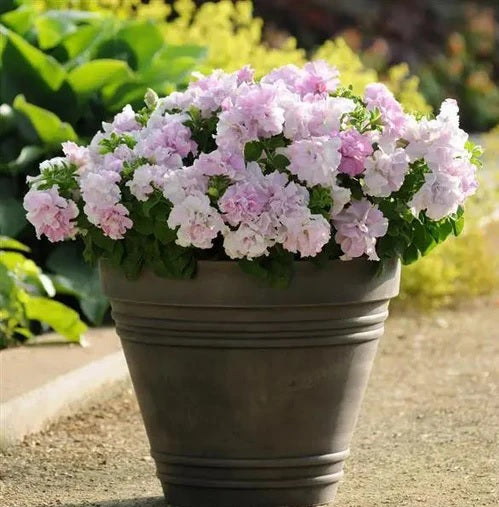 Petunia Orchid Mist Imported heirloom non-gmo organic garden seeds