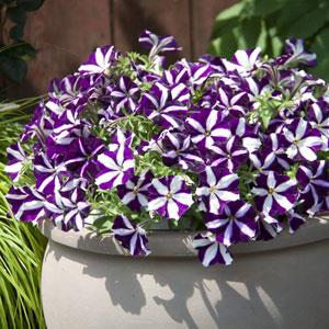 Petunia Purple Star Imported Pelleted heirloom non-gmo garden seeds
