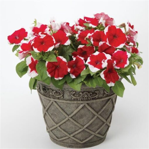 Petunia Red Picotee Imported heirloom non-gmo garden seeds