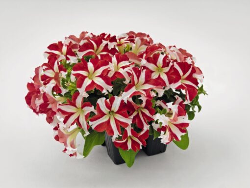 Petunia Red Star Imported heirloom non-gmo organic garden seeds