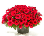 Petunia Red Imported heirloom non-gmo garden seeds