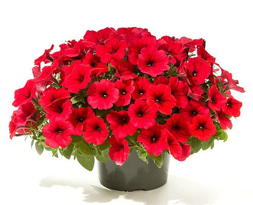 Petunia Red Imported heirloom non-gmo garden seeds