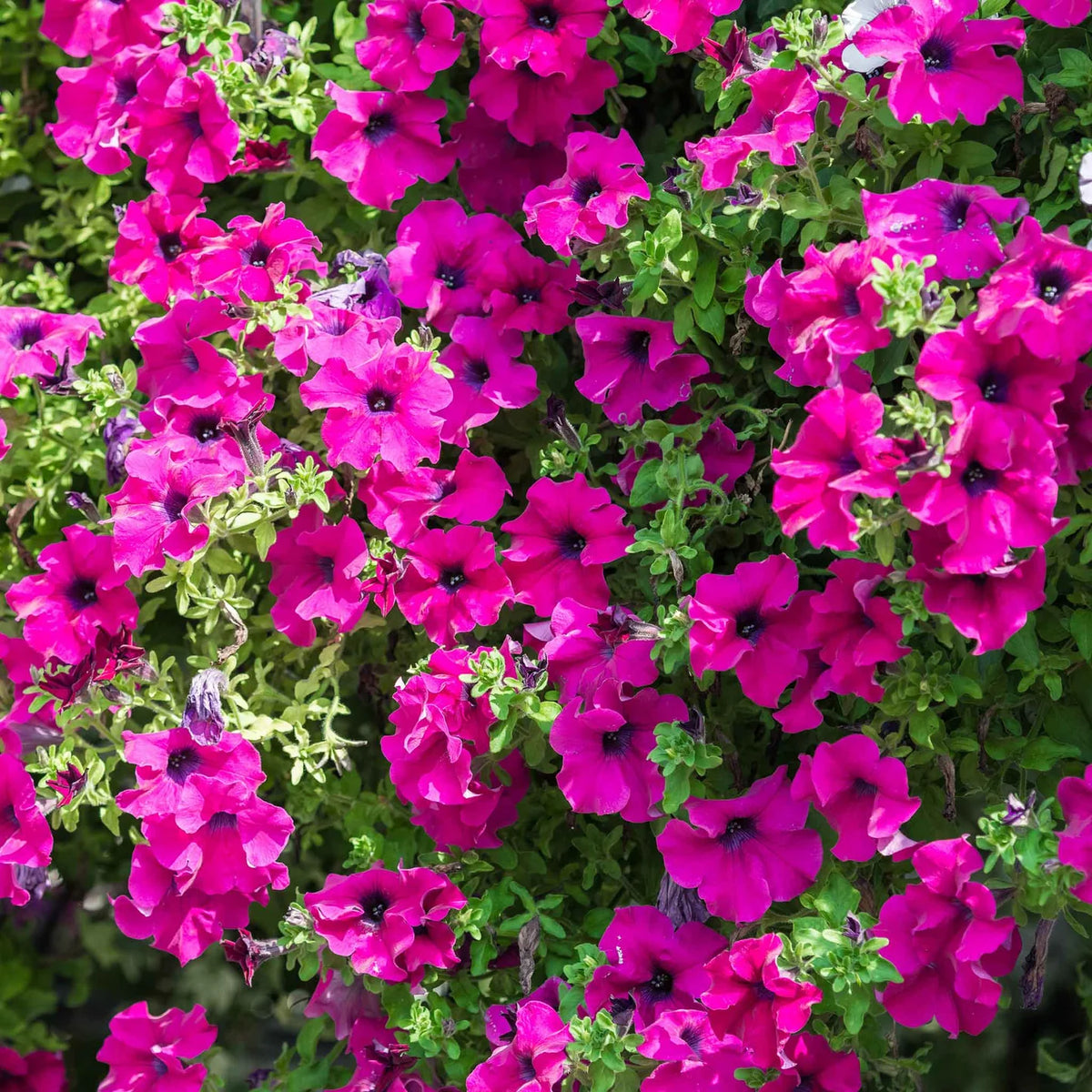 close-up of airy clusters of pink blossoms on thin stems
