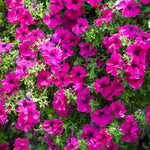 close-up of airy clusters of pink blossoms on thin stems
