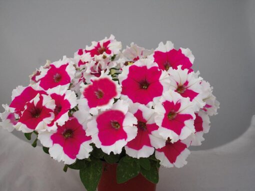 Petunia Rose Picotee Imported heirloom non-gmo organic garden seeds