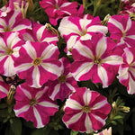 Petunia Rose Star Imported heirloom non-gmo garden seeds