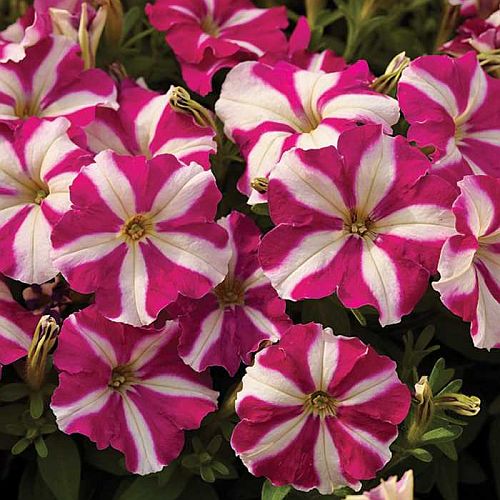 Petunia Rose Star Imported heirloom non-gmo garden seeds