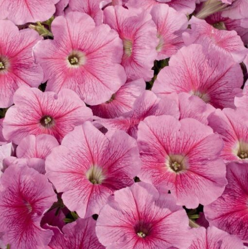 Petunia Strawberry Ice Imported heirloom non-gmo organic garden seeds