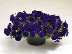 Petunia Success Blue Imported heirloom non-gmo garden seeds