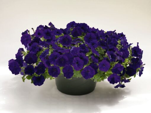 Petunia Success Blue Imported heirloom non-gmo garden seeds
