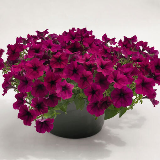 Petunia Success Burgundy Imported heirloom non-gmo garden seeds