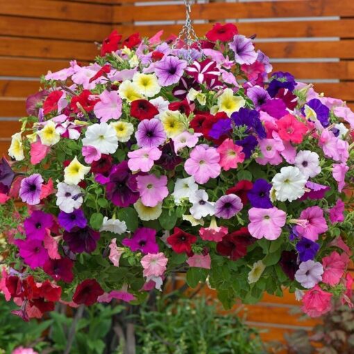 Petunia Super Imported heirloom non-gmo garden seeds