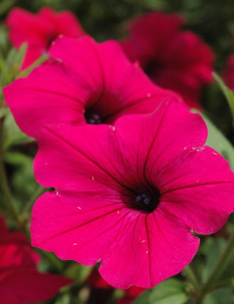 Petunia Tidal Wave Cherry Spreading Petunia Imported Pelleted heirloom non-gmo garden seeds