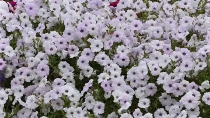 Petunia Tidal Wave Silver Flower Seeds for Planting - Heirloom, NON-GMO, Spreading Garden Blooms Dhara Seeds