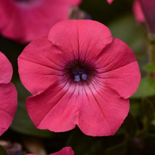 Petunia Tidal Wave Hot Pink Spreading Petunia Imported Pelleted heirloom non-gmo garden seeds