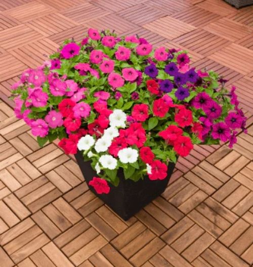 Petunia Trailing Maxi Imported heirloom non-gmo garden seeds